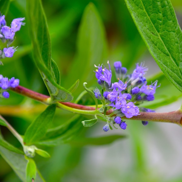 Caryopteris clandonensis 'Kew Blue'