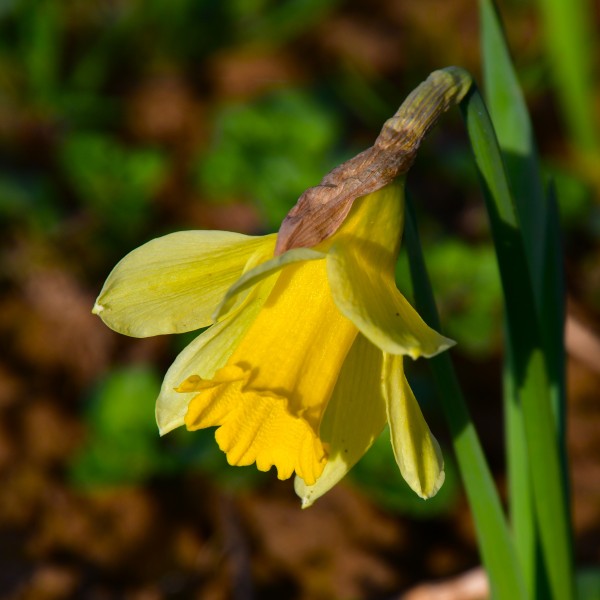 Narcissus pseudonarcissus