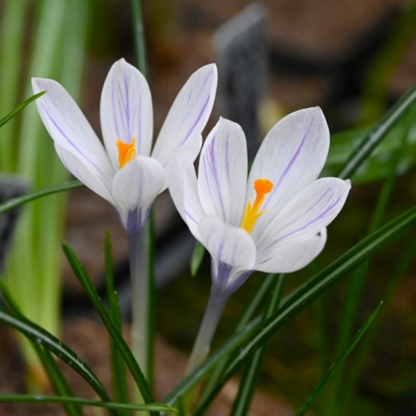 Crocus vernus 'Silver Coral' 20 Stk (1)