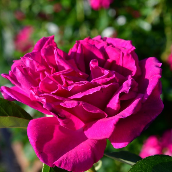 Supassing Beauty (5)