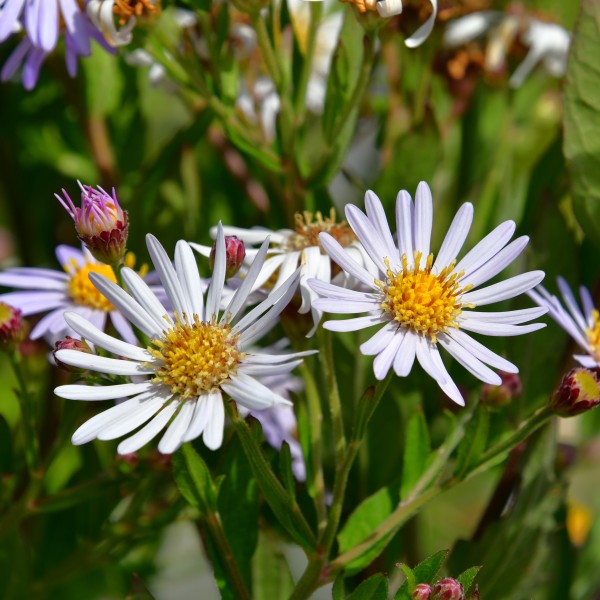 Aster ageratoides 'Asran'