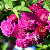 Perennial Blue (1) Perennial Blue (1)