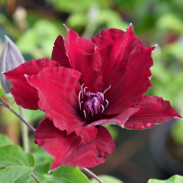 Clematis yb Nubia Boulevard Evipo079 (4)
