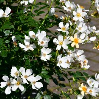 wedding day wedding day