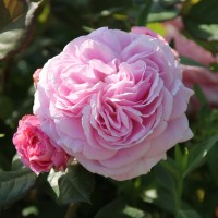 Rosengräfin Marie Henriette Rosengräfin Marie Henriette