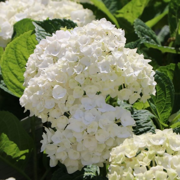 Hydrangea macrophylla Endless Summer 'The Bride' /Ballhortensie