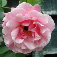 Mme Gregoire Staechelin Mme Gregoire Staechelin