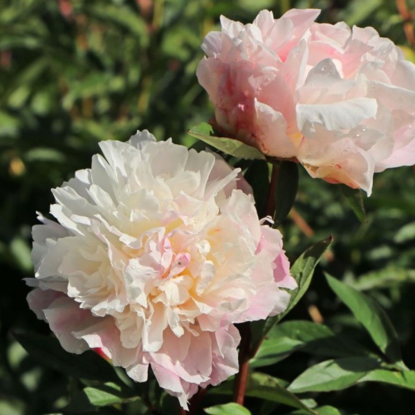 Paeonia lactiflora Lady Alexandra Duff