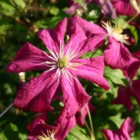 clematis-madame-julia-correvon-m006800_w_0 clematis-madame-julia-correvon-m006800_w_0