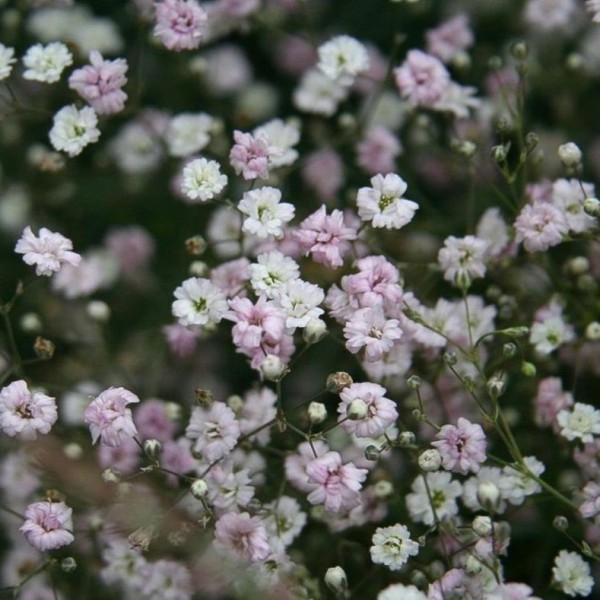 gypsophila-repens-rosenschleier-niedriges-schleierkraut