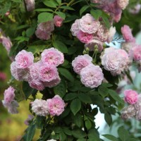 Abbandonata Abbandonata