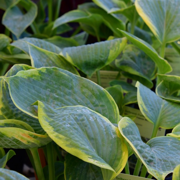 Hosta Frances Williams (2)