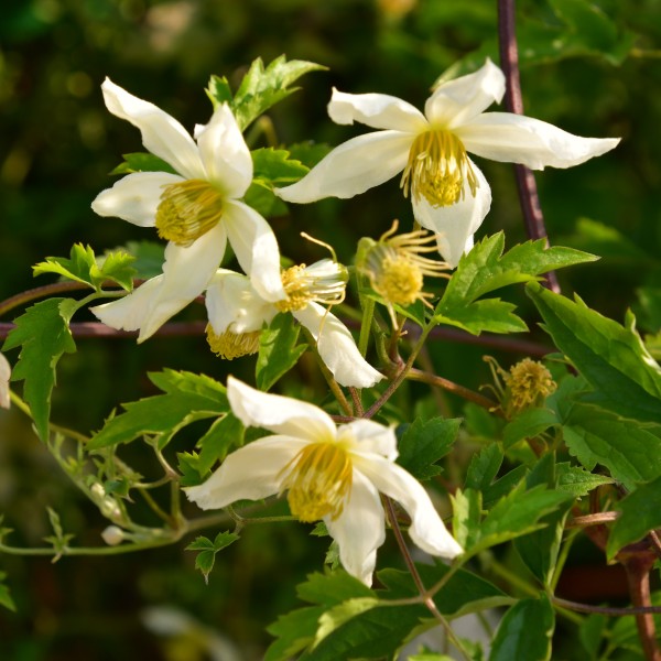 Clematis tibet Anita (2)