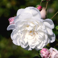 Aimee Vibert Aimee Vibert