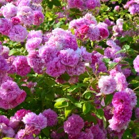 Marbled Gallica Marbled Gallica