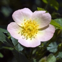 Rose Lord Penzance_Wildrosen_2 Rose Lord Penzance_Wildrosen_2