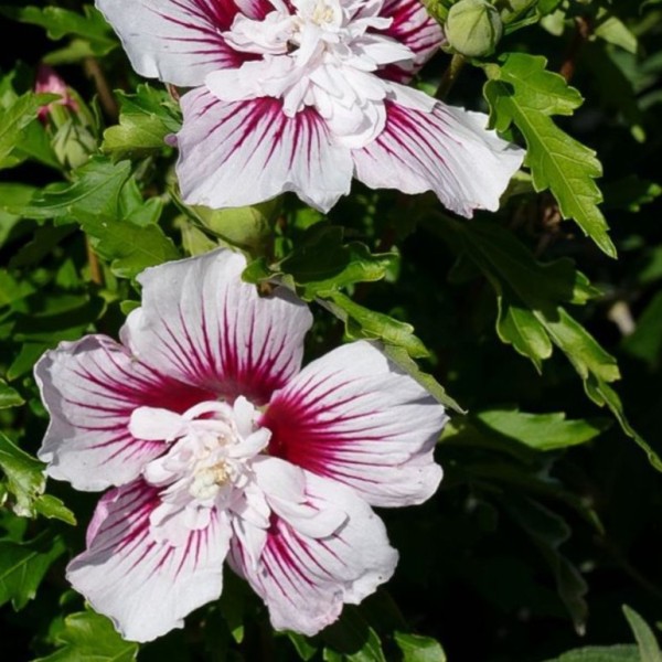 hibiscus-syriacus-starburst-chiffon--r-strauch-eibisch