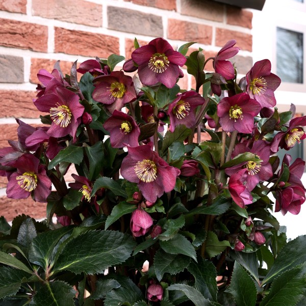 Helleborus x gld. HGC Roses 'Red'