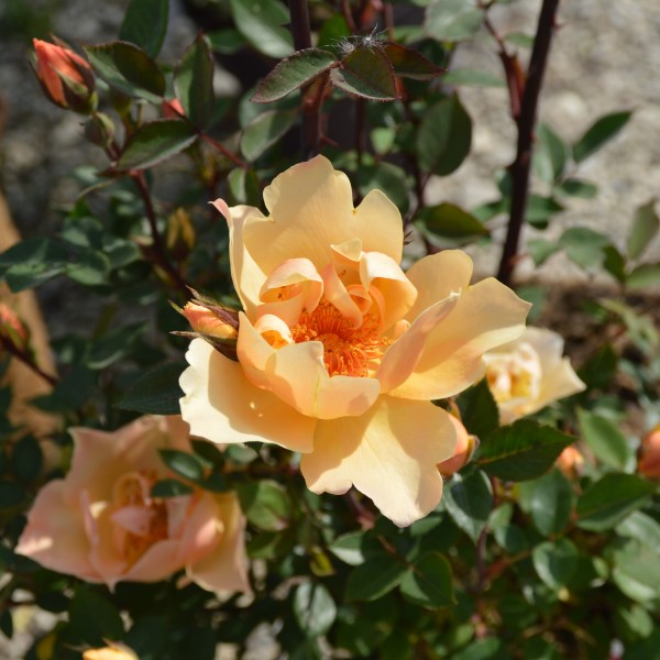 Humphrey's Rose