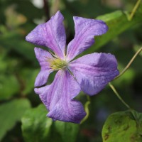 Perle Azur Perle Azur