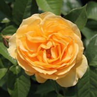 Absolutely Fabulous Absolutely Fabulous