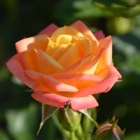 Little-Sunset-2 Little-Sunset-2