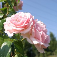 Rose_Nina von Stauffenberg_2 Rose_Nina von Stauffenberg_2