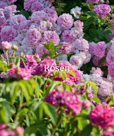 media/image/Youtube-Welt-Rosen.png