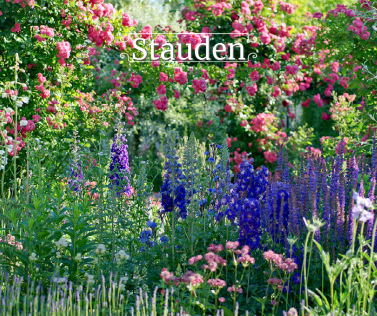 Stauden