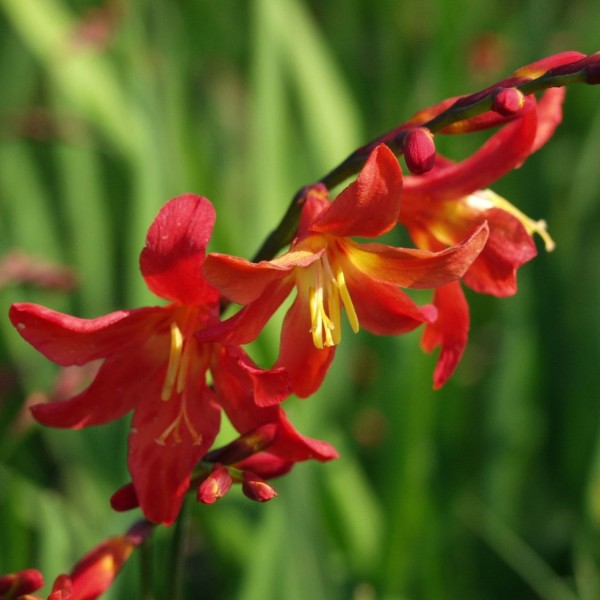 Crocosmia