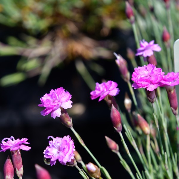Dianthus Grat.-Hybr. ´Pink Jewel`