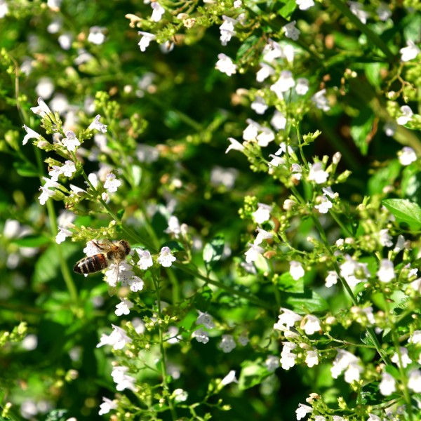Calamintha white cloud
