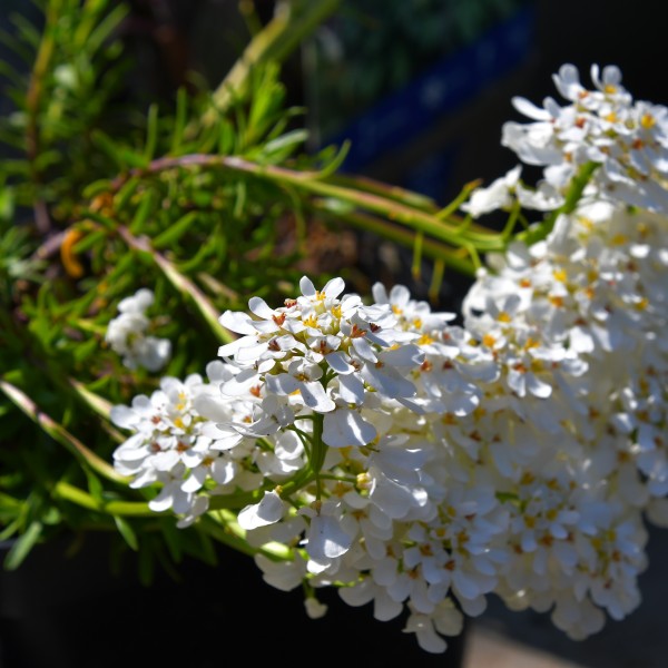 Iberis sempervirens Typ Ambrass (3)