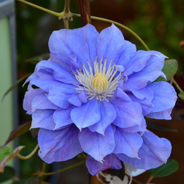 Clematis hyb. Kiri Te Kanawa
