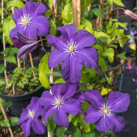 Clematis vitic. Aotearoa Clematis vitic. Aotearoa