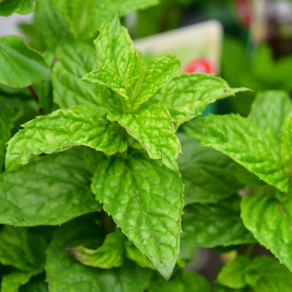 Mentha Mitcham