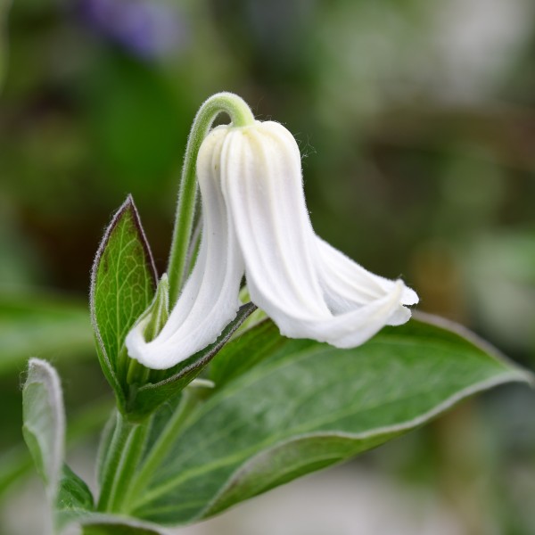 Clematis integrifolia Alba
