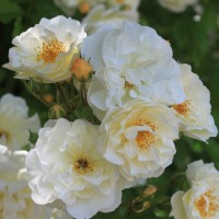 Rose_Goldfinch_1 Rose_Goldfinch_1