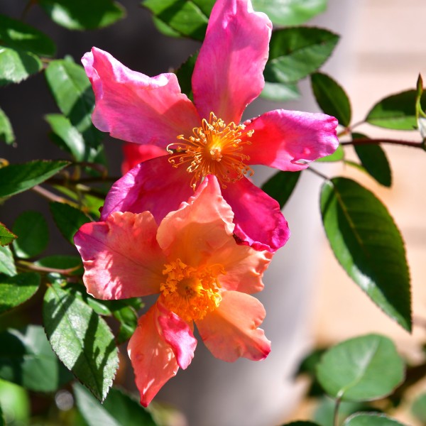 Mutabilis