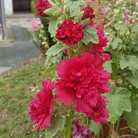 Alcea Pleniflora rot