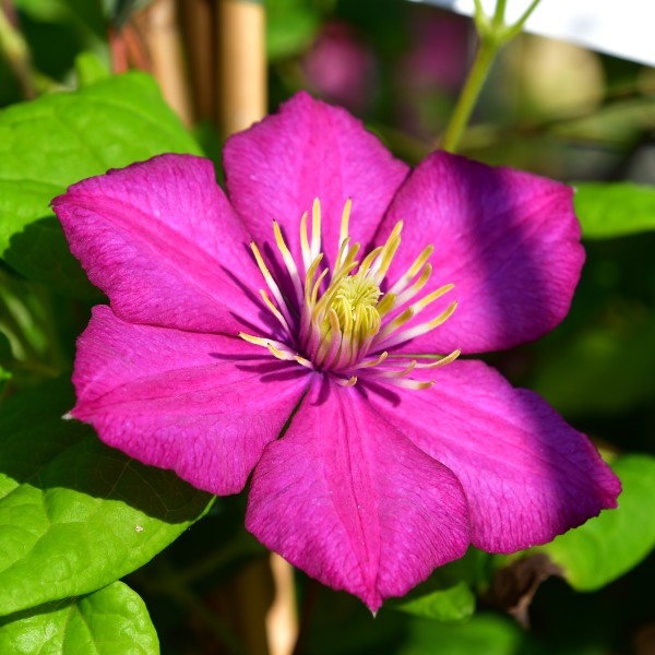 Clematis Ernest Markham (2)