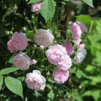 Vorschau: Abbandonata Vorschau: Abbandonata