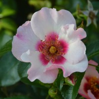 Eyes on me Eyes on me