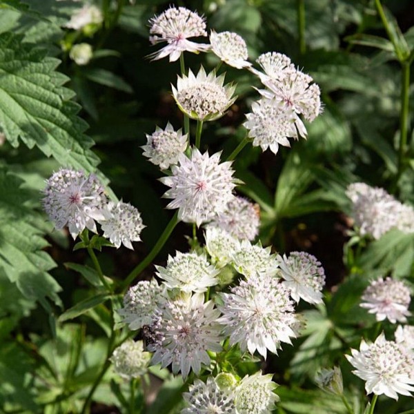 astrantia-major-buckland-grosse-sterndolde