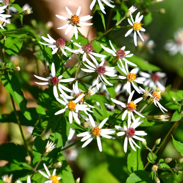 Aster divaricatus