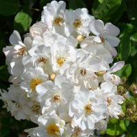 Moscalbo_VS Moscalbo_VS