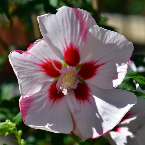 Hibiscus syriacus 'Hamabo'