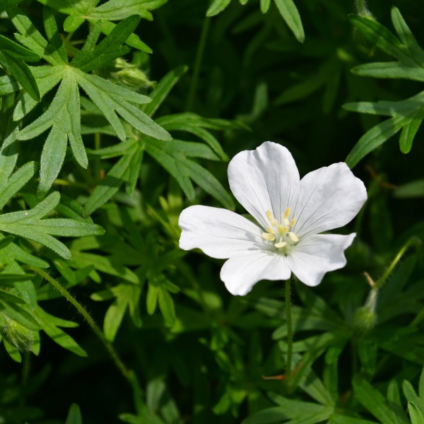 Geranium sanguineum 'Album' (2)