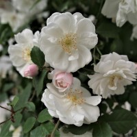 Adelaide d´Orleans Adelaide d´Orleans