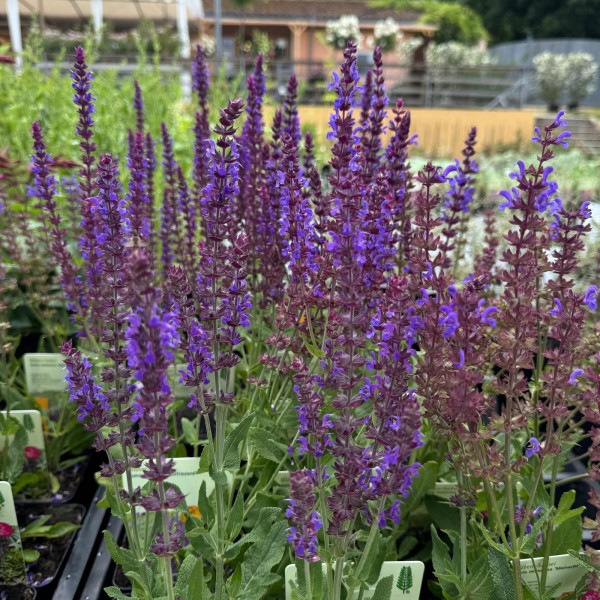 Salvia nemorosa 'Ostfriesland'